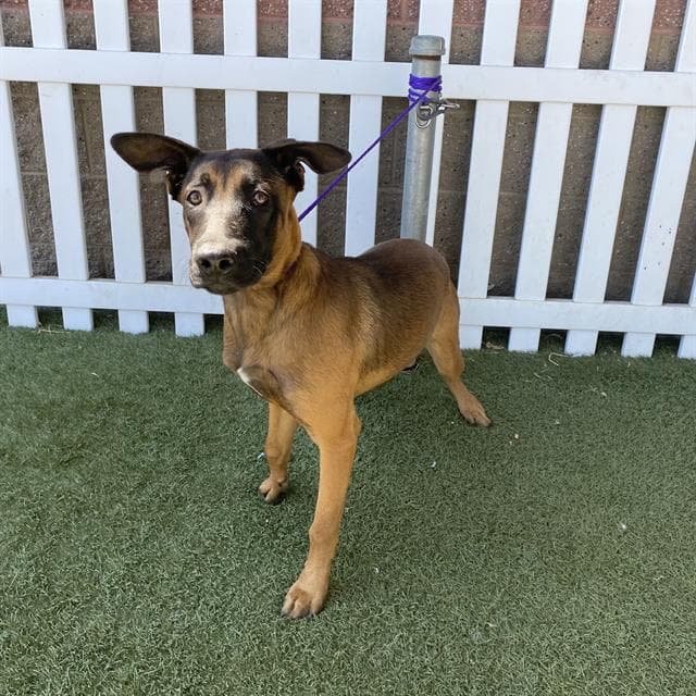 Vianey Arana - Belgian Shepherd Malinois