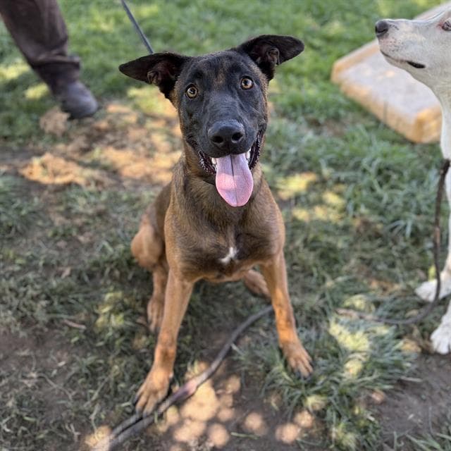 Vianey Arana - Belgian Shepherd Malinois