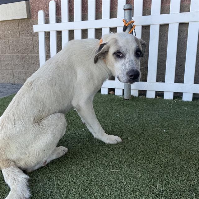 Rob Mayeda - Great Pyrenees