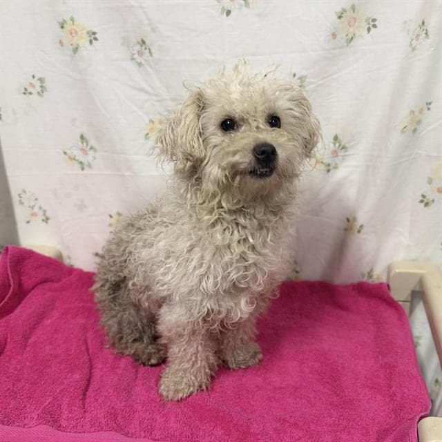 Unknown - Poodle (Miniature)