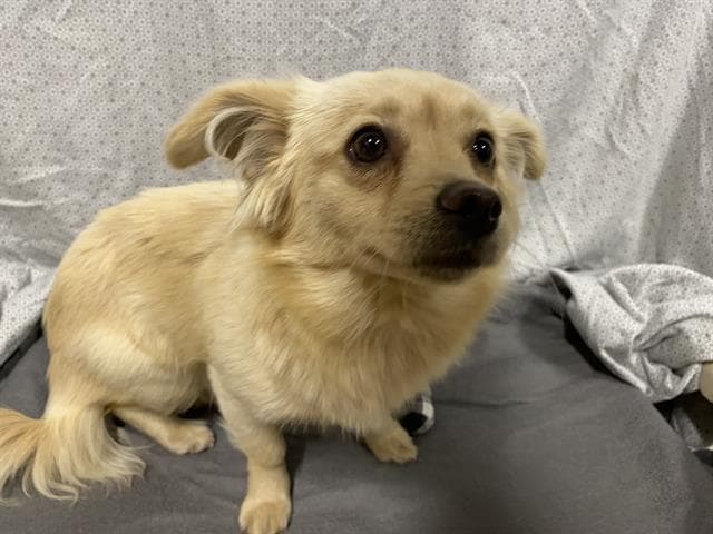 Lady - Chihuahua