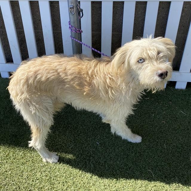Skylar - Schnauzer