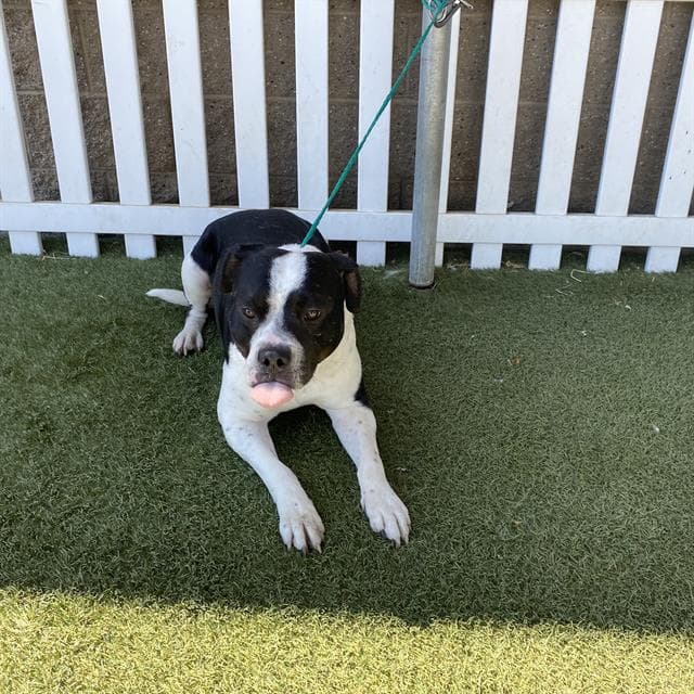 Unknown - Pit Bull Terrier