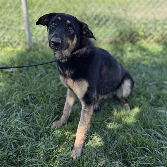 Unknown - German Shepherd Dog