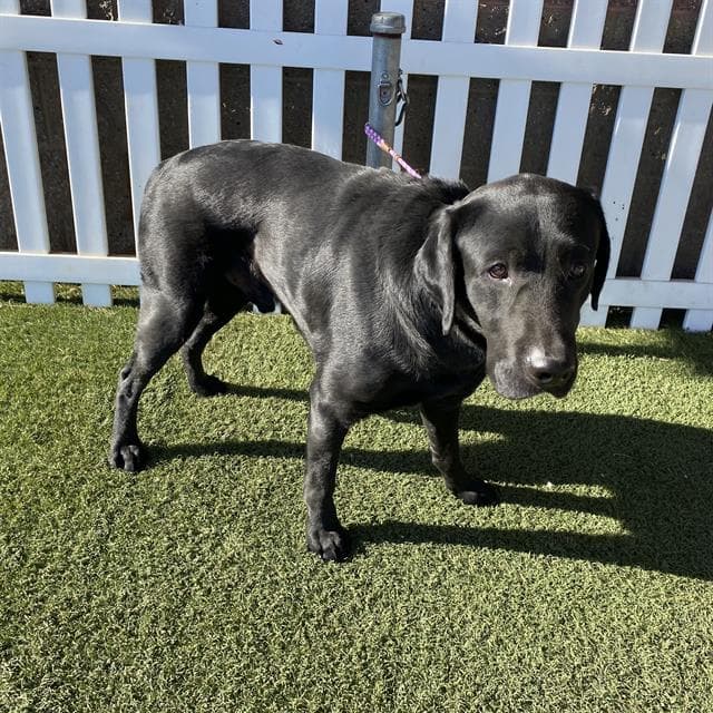 Unknown - Labrador Retriever