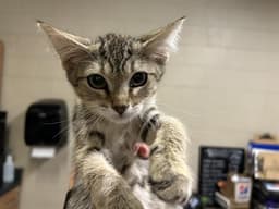 Mouse image 1