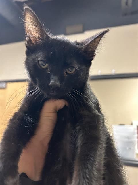 Vander - Domestic Short Hair