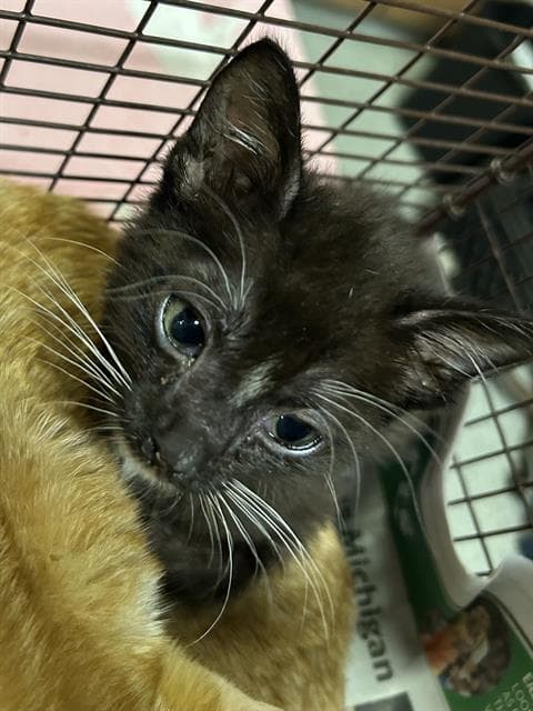 Smolls - Domestic Medium Hair