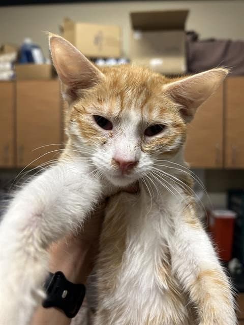 Snuggle Muffins - Domestic Short Hair
