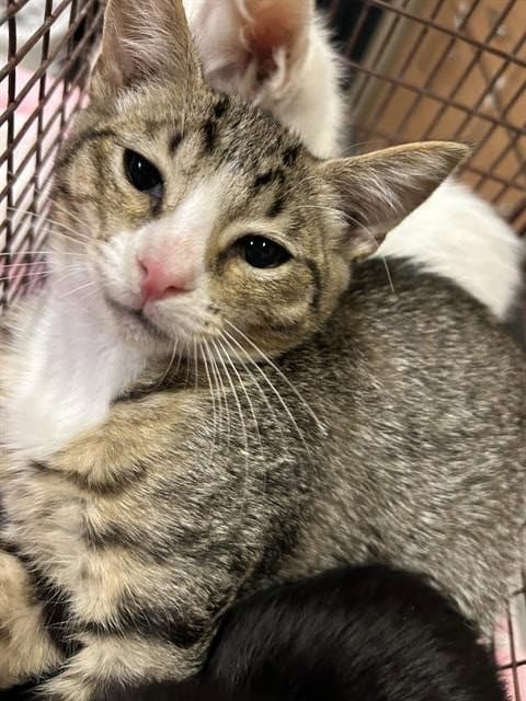 Lynx - Domestic Short Hair