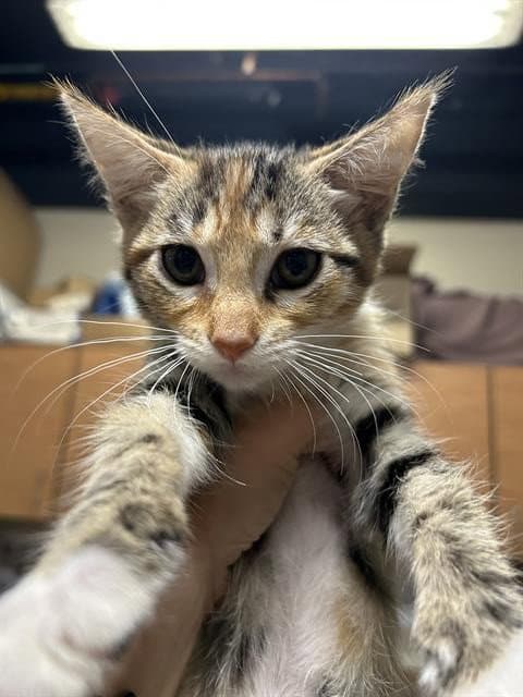 Nix - Domestic Short Hair