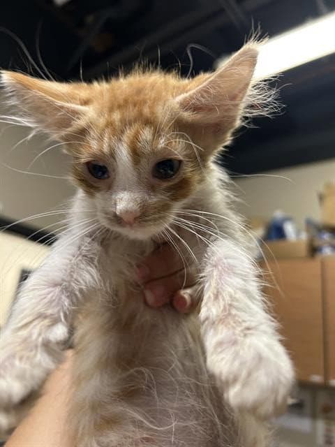 Derp - Domestic Medium Hair