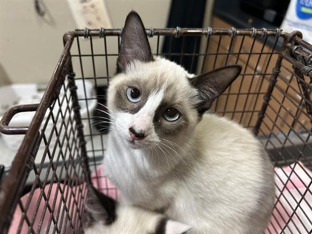 Sassy - Snowshoe