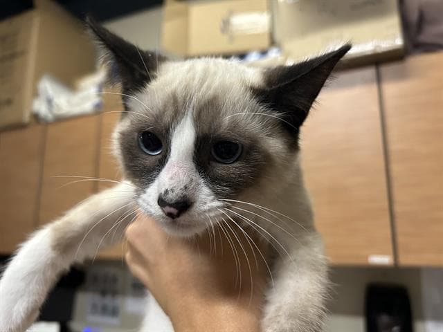 Rocket - Snowshoe