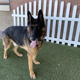 Koda image 1