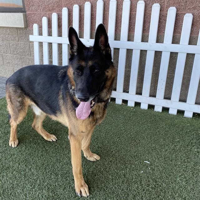 Koda - German Shepherd Dog