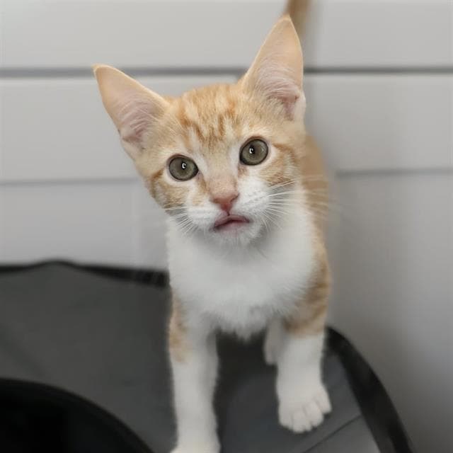 Feta - Domestic Short Hair