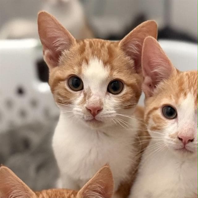 Cheddar - Domestic Short Hair