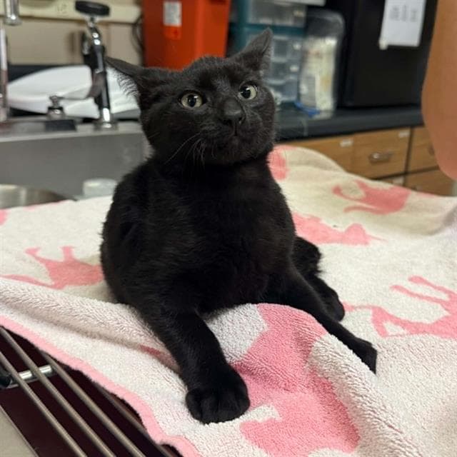 Tyson - Domestic Short Hair