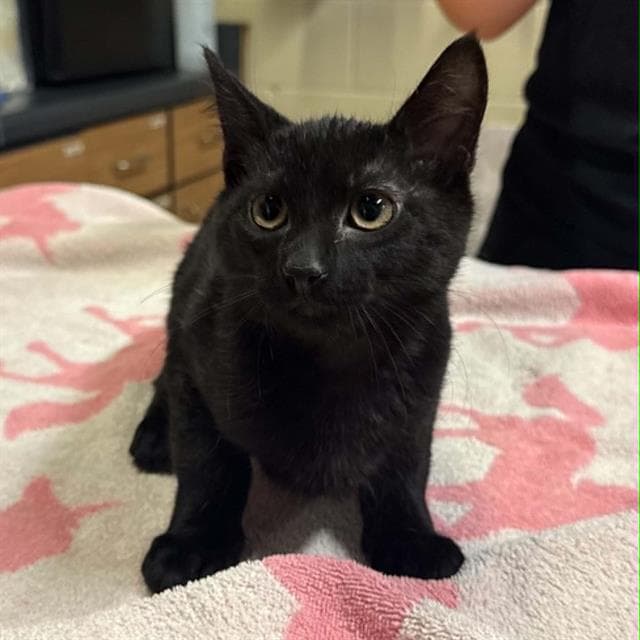 Fury - Domestic Short Hair