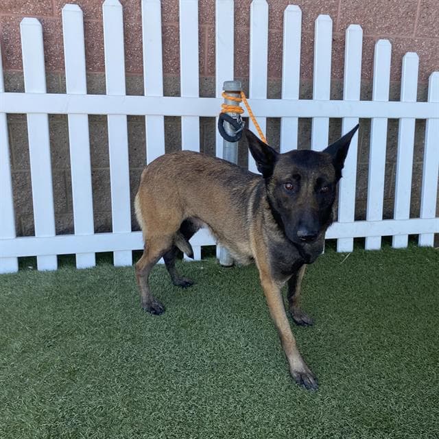 Missy - Belgian Shepherd Malinois