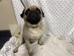 Frank image 1