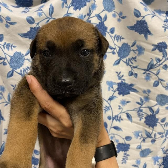 Rosie - Belgian Shepherd Malinois