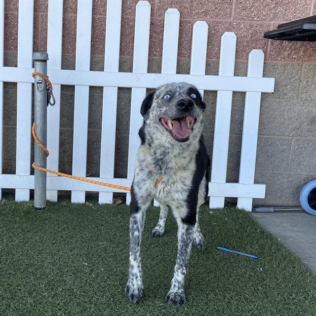 Rosie - Border Collie