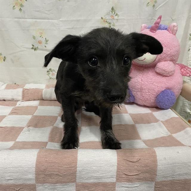 Unknown - Dachshund