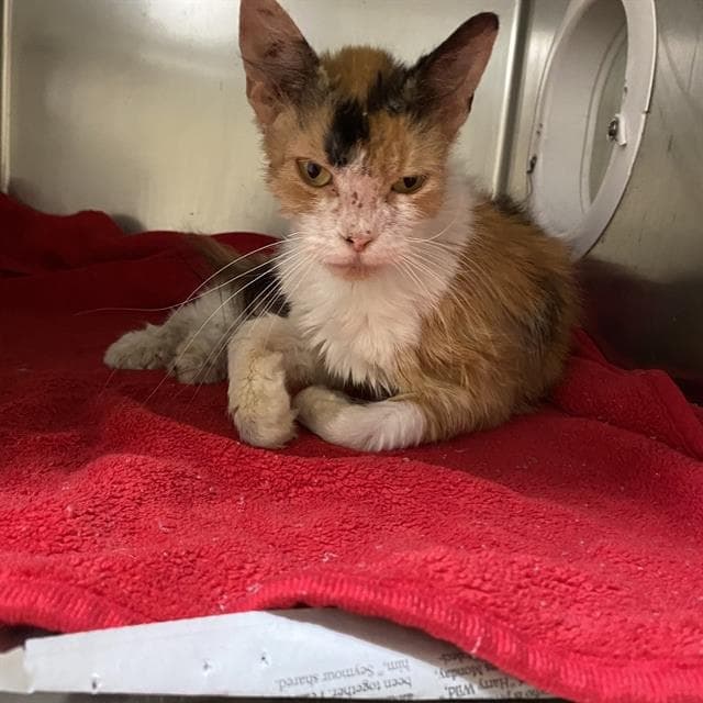 Unknown - Domestic Medium Hair