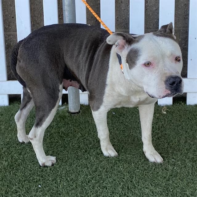 Pilar Nino - Pit Bull Terrier