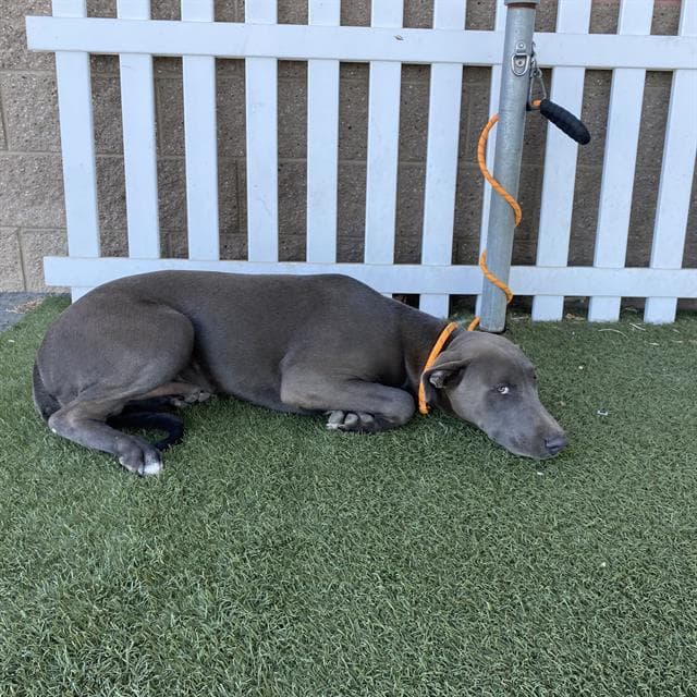 Garvin Thomas - Great Dane