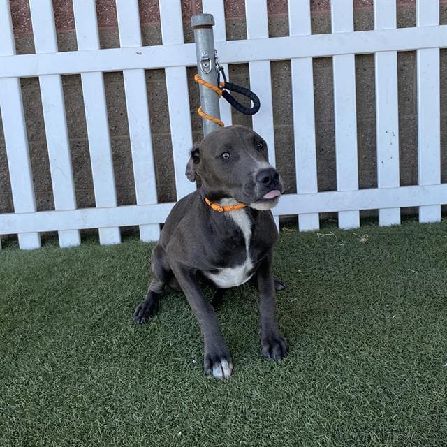 Scott Mcgrew - Great Dane