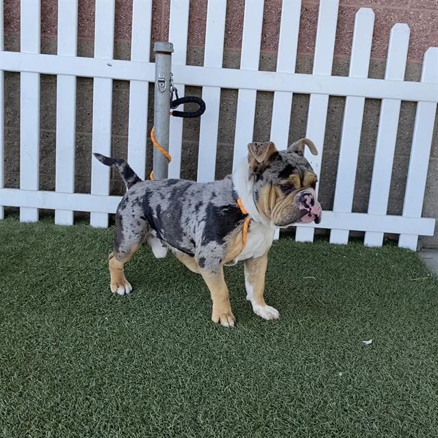 Ramsey - Bulldog
