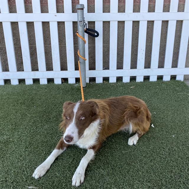 Maximiliano Cordaro - Border Collie