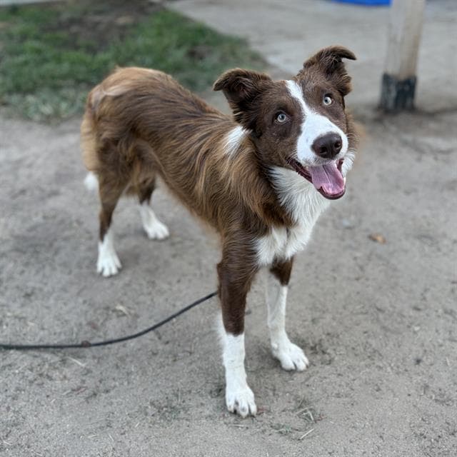 Maximiliano Cordaro - Border Collie