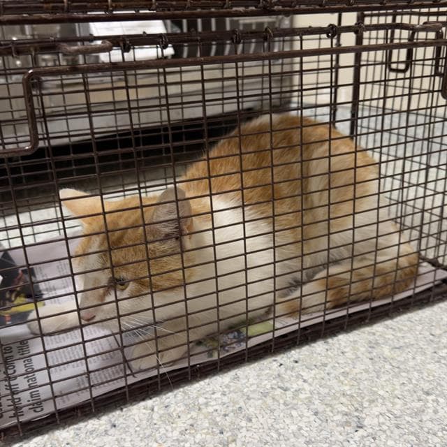 Unknown - Domestic Medium Hair