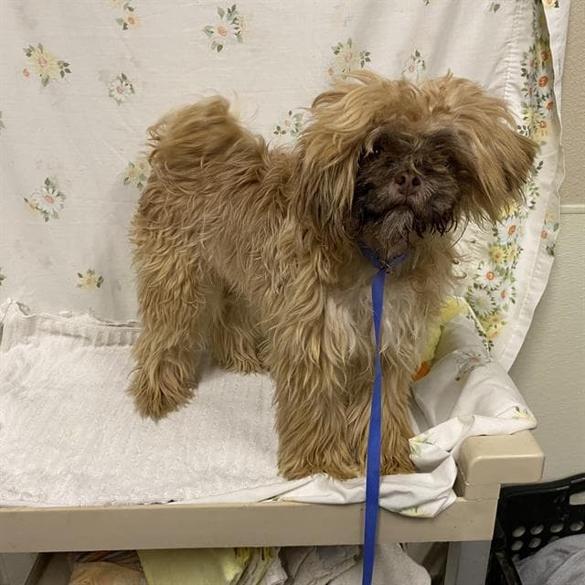 Orlando Pena Aurquia - Shih Tzu
