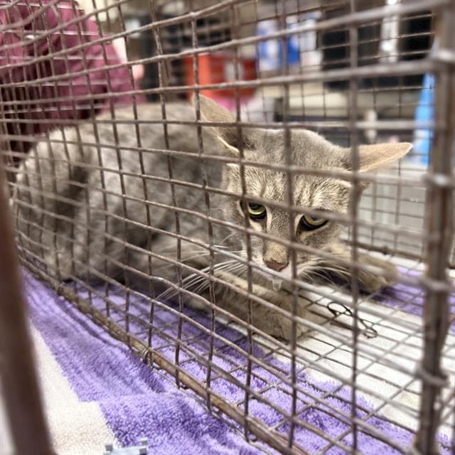 Unknown - Domestic Medium Hair