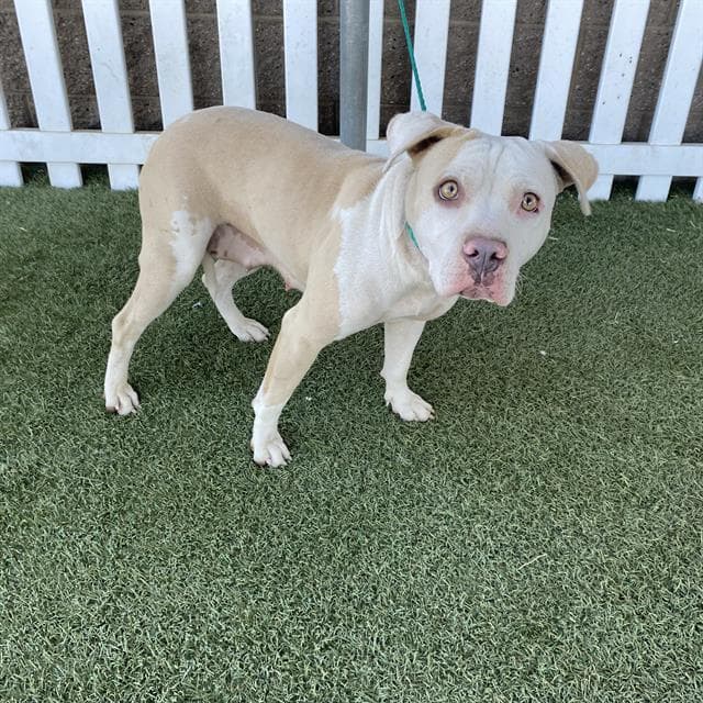 Mona - Pit Bull Terrier