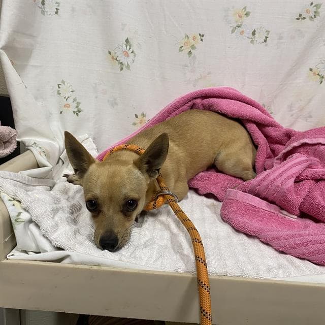 Half Pint - Chihuahua