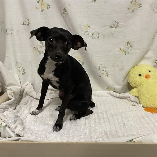 Unknown - Italian Greyhound