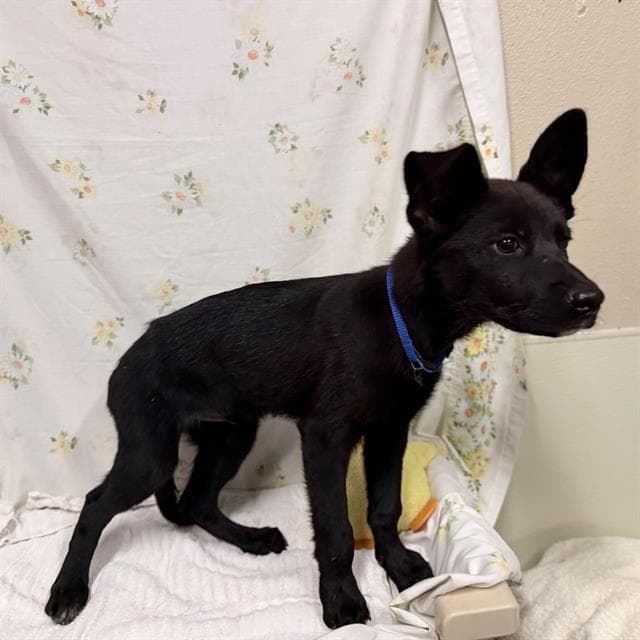 Unknown - German Shepherd Dog