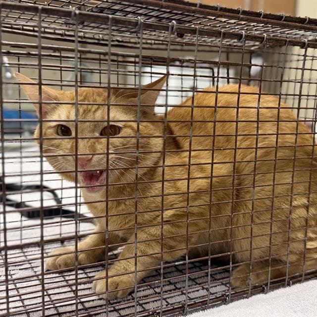 Unknown - Domestic Medium Hair