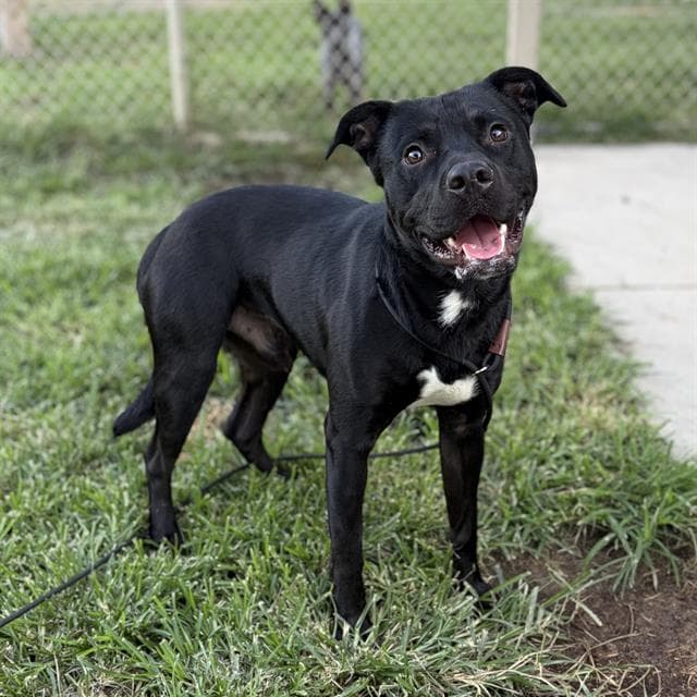 Primus - Pit Bull Terrier