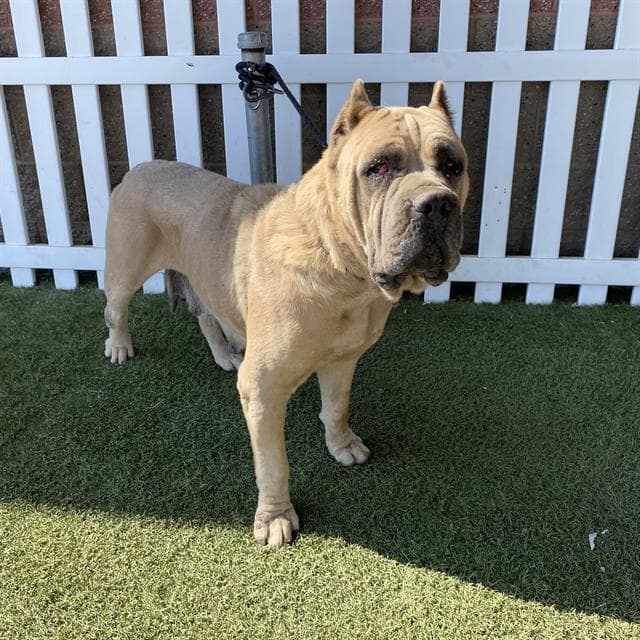 Dimples - Cane Corso Mastiff