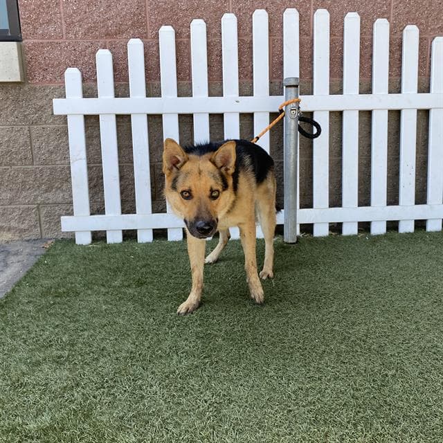 Cherry - German Shepherd Dog