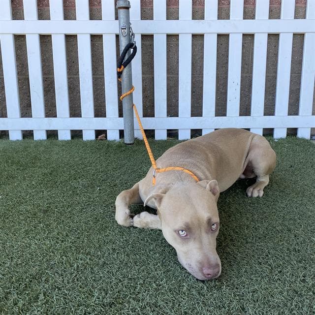 Apricot - Pit Bull Terrier