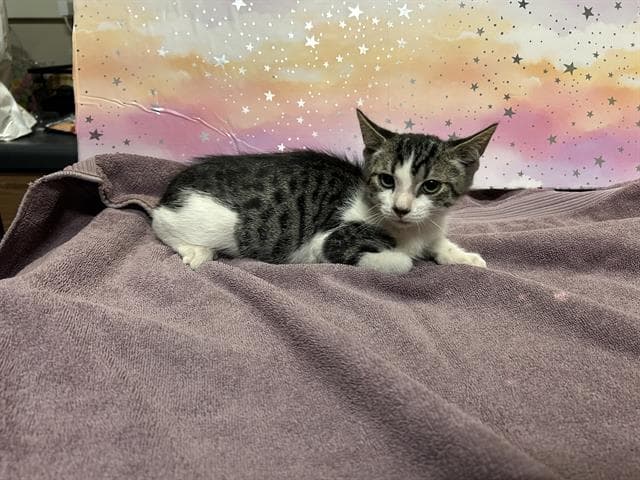 Morty - Domestic Medium Hair