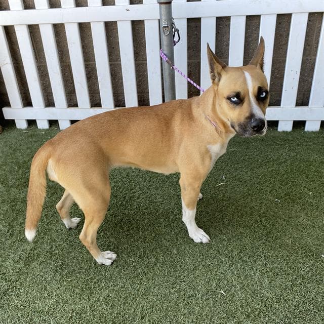 Unknown - Pit Bull Terrier